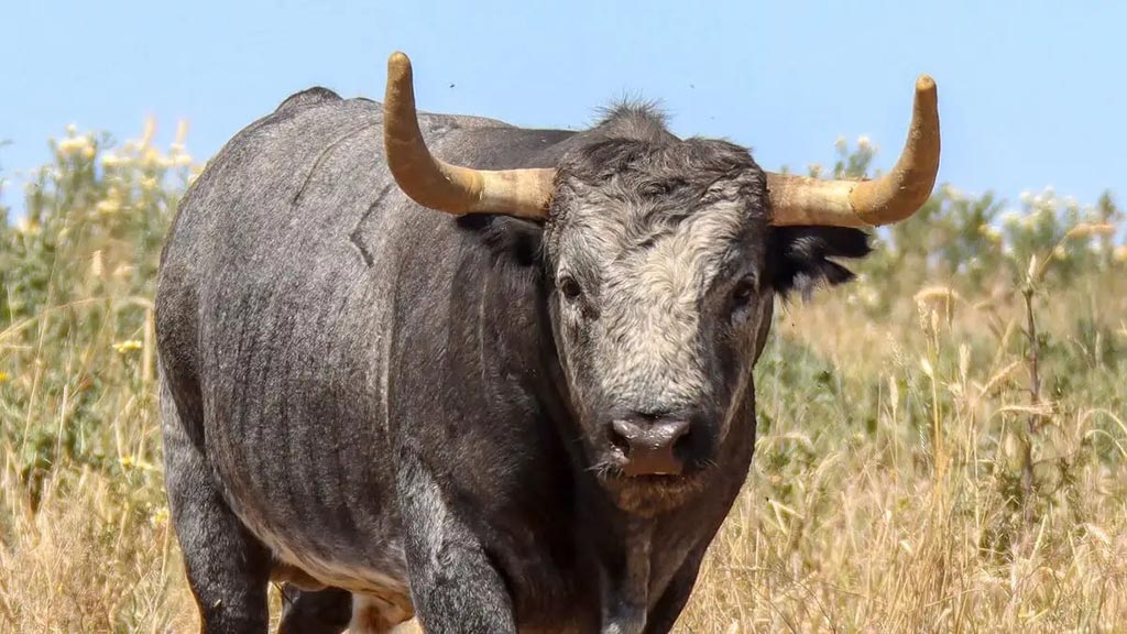 Una camada que impone: así son todos los toros que lidiará Partido de Resina en 2023