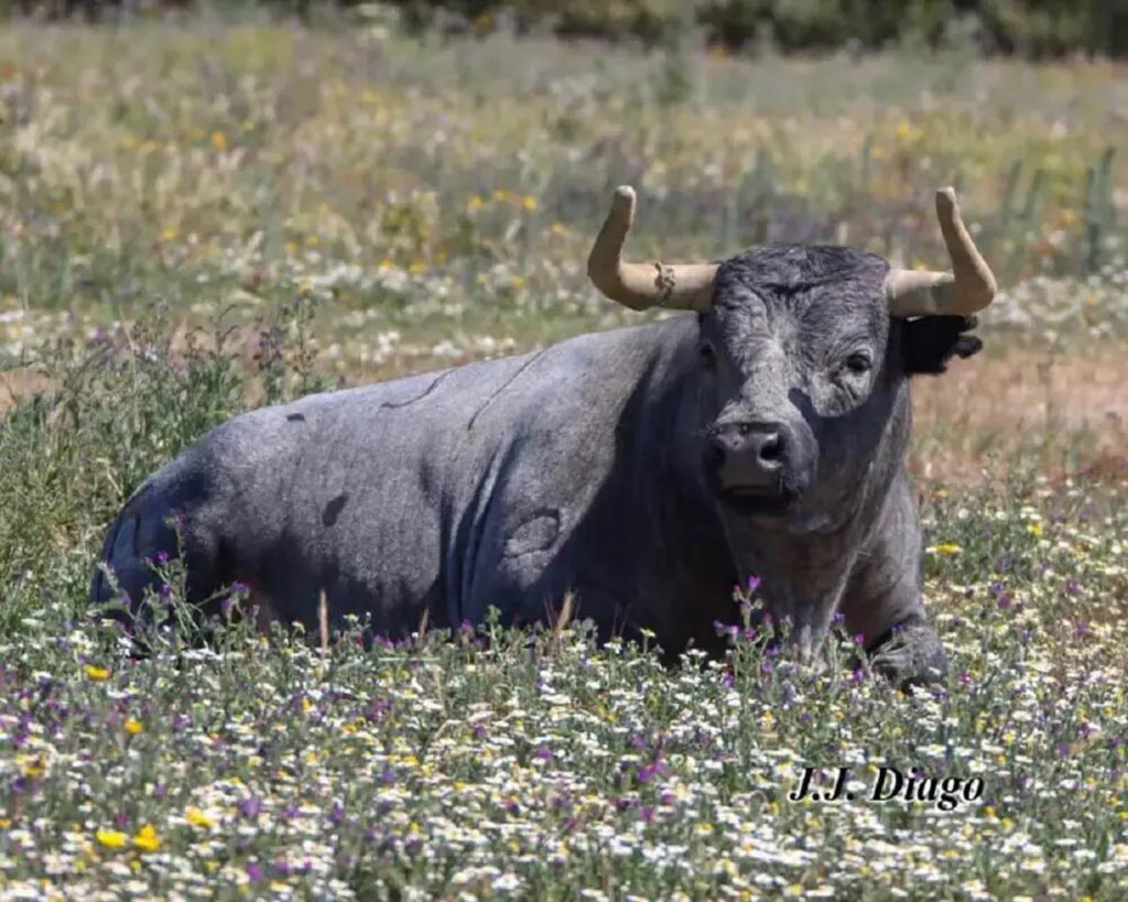 Una camada que impone: así son todos los toros que lidiará Partido de Resina en 2023