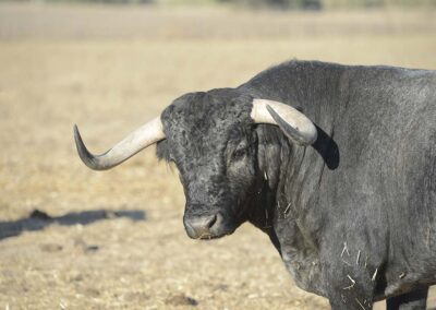 Toros de Partido de Resina