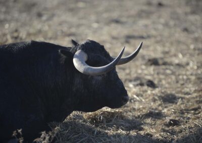 Toros de Partido de Resina