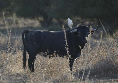 Toros de Partido de Resina