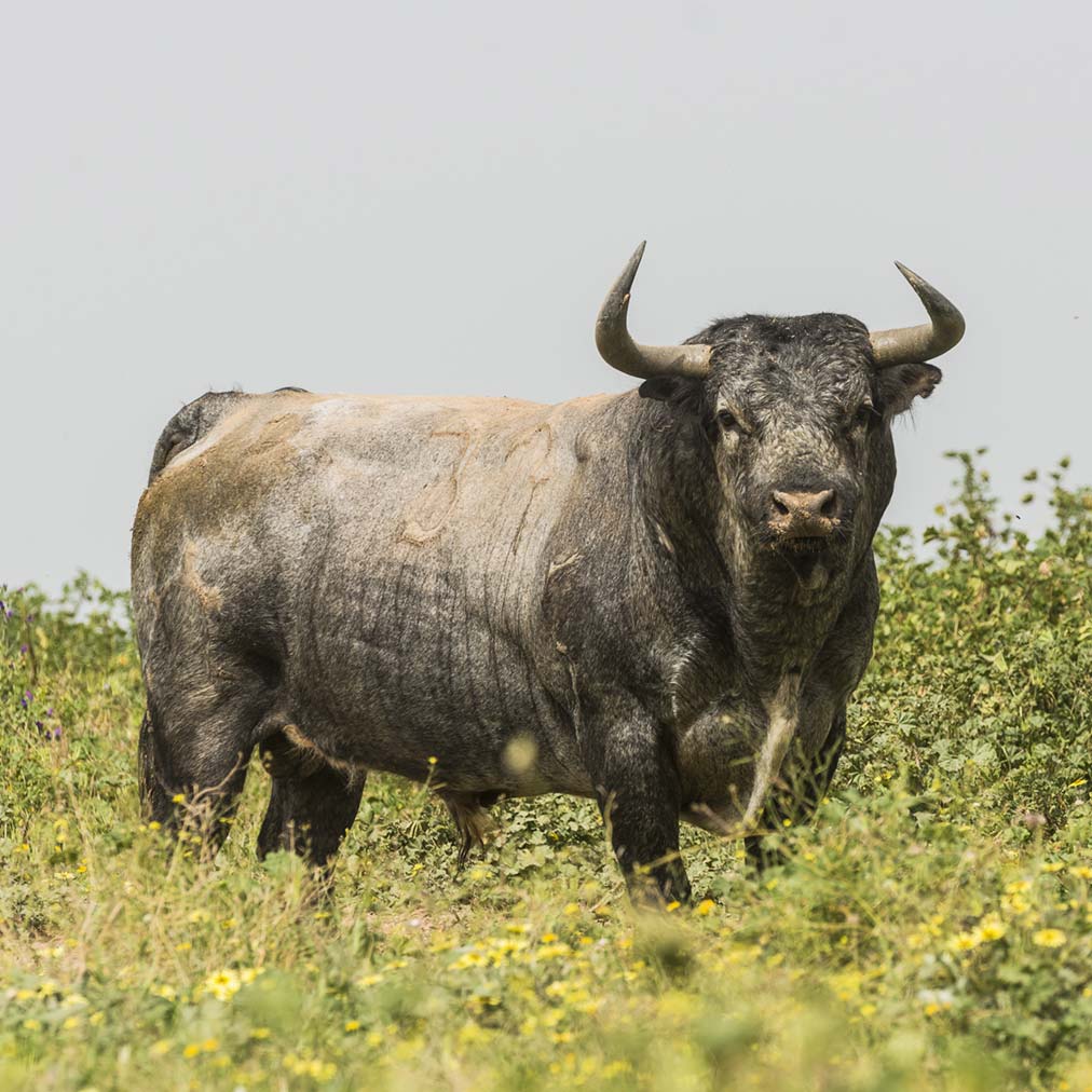 Toros de Partido de Resina