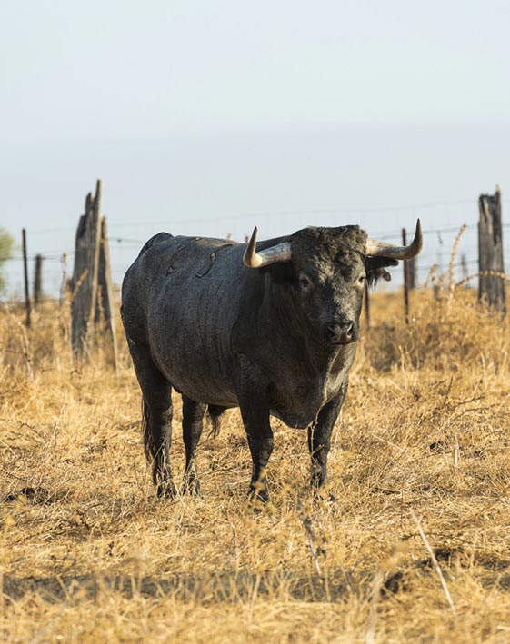 Toros de Partido de Resina