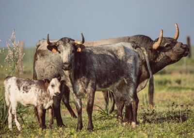 Toros de Partido de Resina