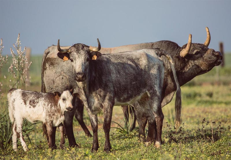 Toros de Partido de Resina