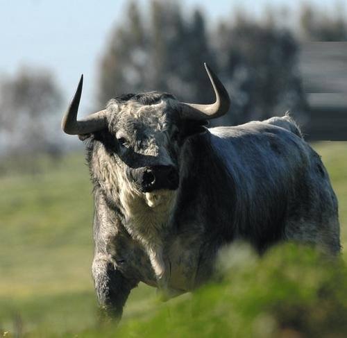 Toros de Partido de Resina