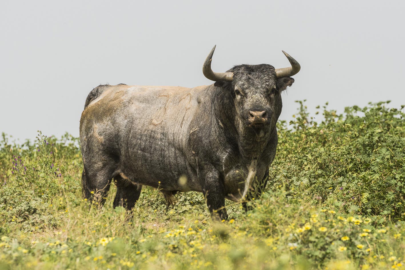 Toros de Partido de Resina