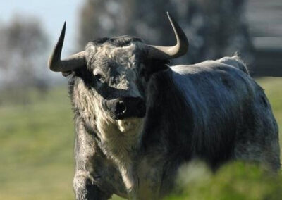 Toros de Partido de Resina